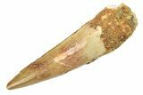 Fossil Spinosaurus Tooth - Real Dinosaur Tooth #268989-1